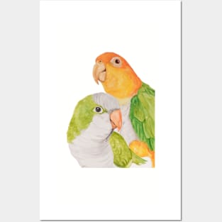 Tropical Caique Quaker Parrot Watercolor Art Posters and Art